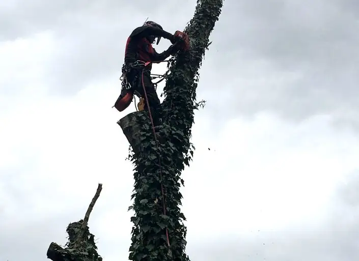 Auch Efeu schadet den Bäumen auf Dauer