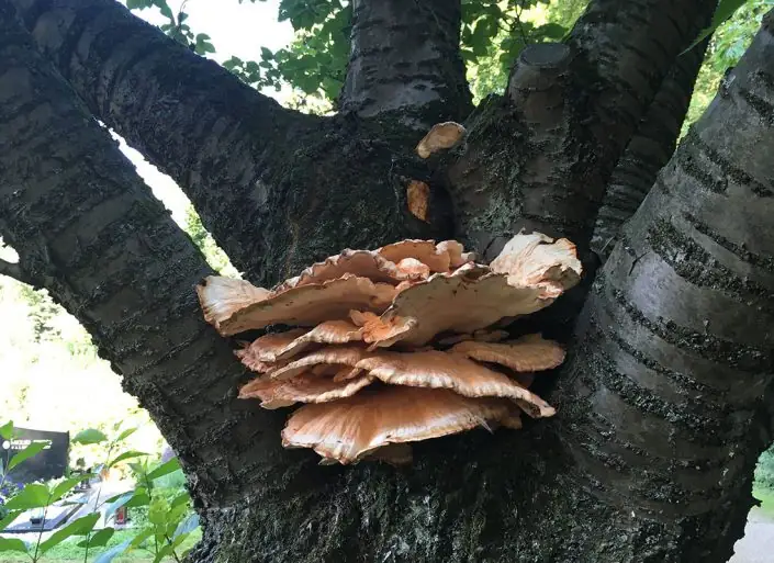 Pilzbefall ist eine häufige Ursache für die notwendige Fällung eines Baumes