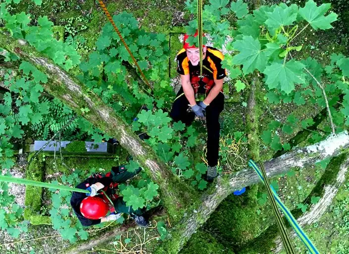 Seil- und Klettertechnik ermöglicht einen schonenden Beschnitt der Bäume