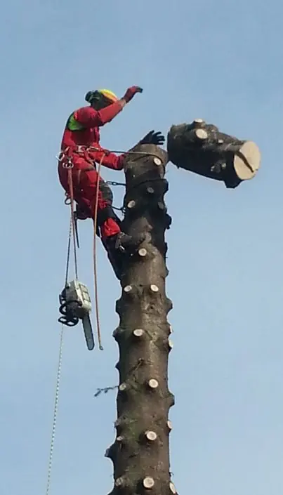 Fällung eines Baumes mittels Klettertechnik