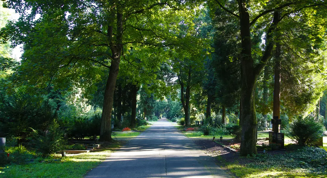 Von altem Baumbestand gesäumter Weg auf dem Westfriedhof in Köln