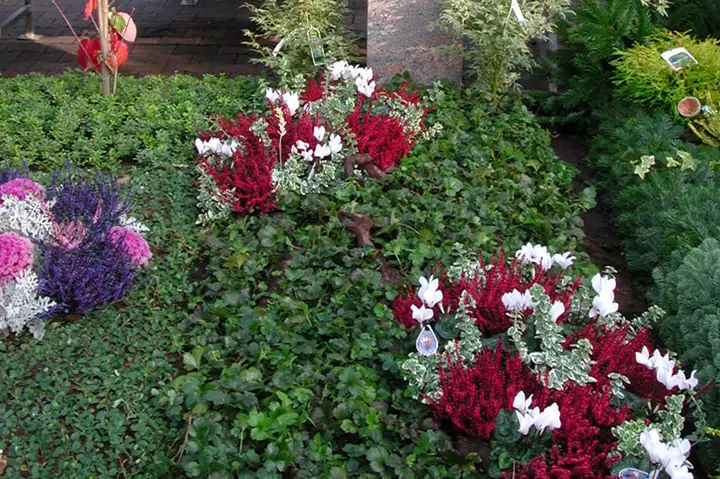 Ausstellung 2012 im Dinger Gartencenter in Köln – Ansicht 2 von 4
