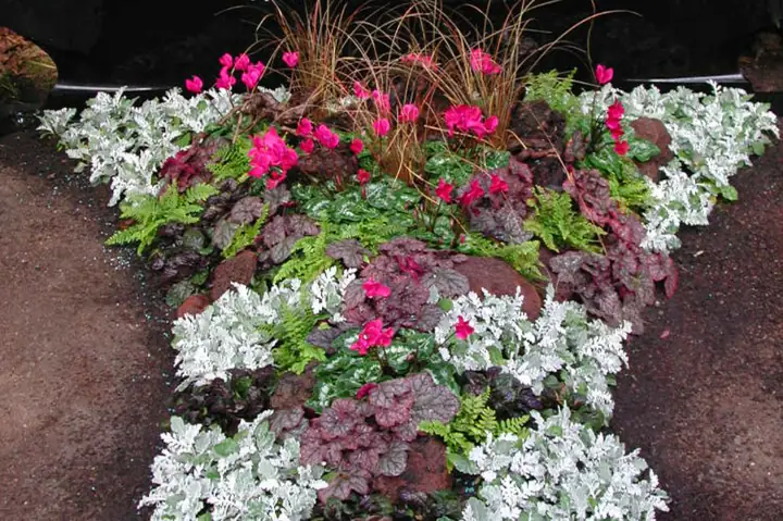 Herbst / lebhaft bunt gemischtes Arrangement aus Herbststauden in Kombination mit leuchtenden Mini-Alpenveilchen