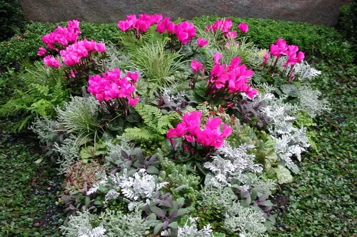 Herbst / lebhaft bunt gemischtes Arrangement aus Herbststauden mit leuchtenden Alpenveilchen, zarten Gräsern und filigranen Freilandfarnen
