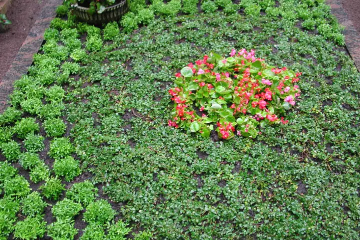 Sommer / Bodendecker Frieders Evergreen und Wechselbepflanzung aus Begonien