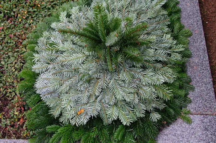 Winter / Tannenabdeckung mit Nordmannstanne