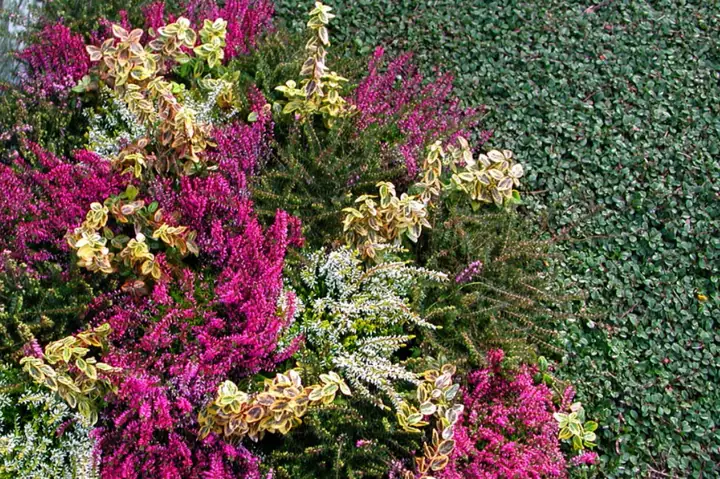Winter / gemischtes Winterbeet mit Besenheide und Silberblatt