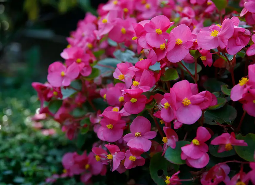 Bepflanzung mit Frühjahr-, Sommer- oder Herbstblumen