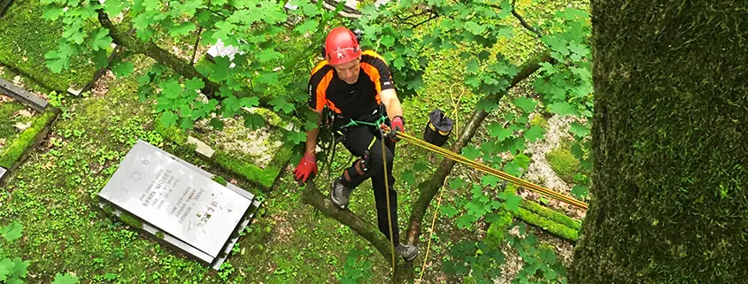 Arbeiten am Baumbestand auf einem Friedhofsgelände